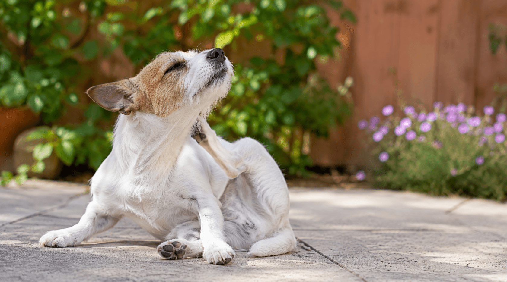 犬のアトピー性皮膚炎、かゆみ止めの薬と長く付き合うために知っておきたいこと