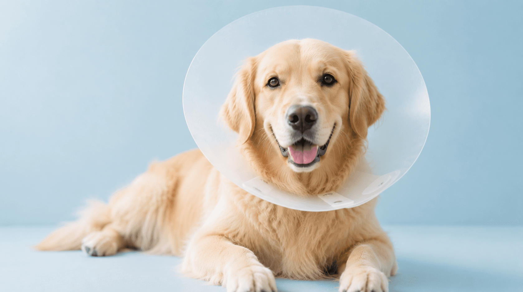 犬・猫の手術前後、麻酔と薬の注意点|薬剤師が解説