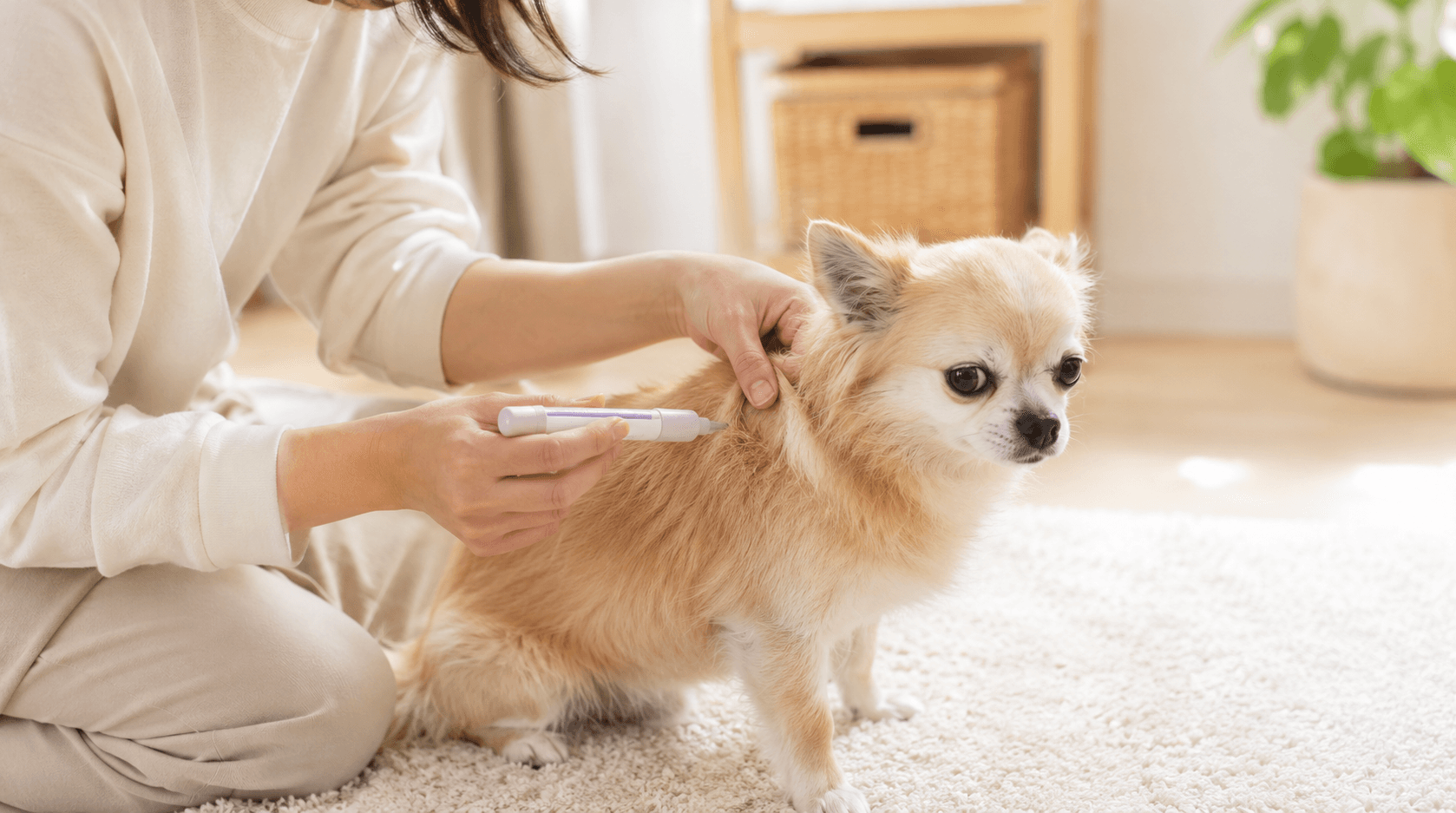 犬猫の糖尿病とインスリン注射|おうちでの上手な付き合い方を薬剤師が解説