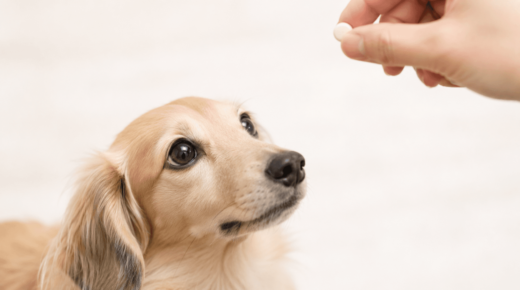 犬・猫のてんかんの薬を飲み忘れたら?自己判断で中断する前に知っておきたいこと